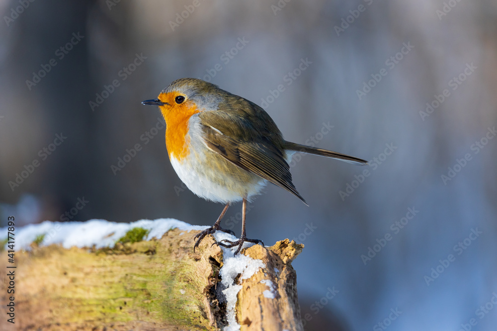 Snowy tree trunk with European Robin Snowy tree trunk with European Robin