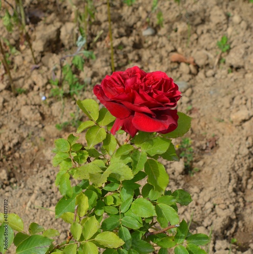 red rose in garden