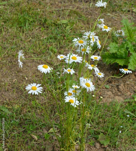 daisies in the grass