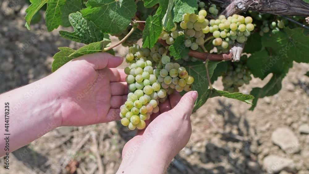 Close-up of a female hand holding a bunch of grapes. Close-up of a female hand holding a bunch of grapes.