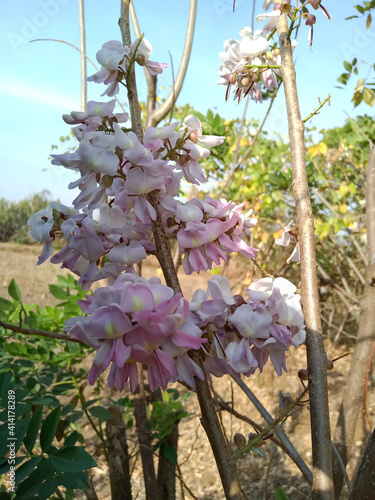 Lonchocarpus is a genus from the legume family (Fabaceae). The species are found in Africa , India , photo