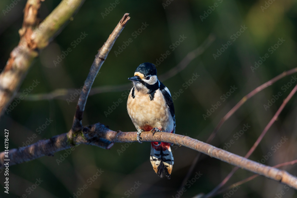 Naklejka premium Great Spotted Woodpecker in winter sunlight