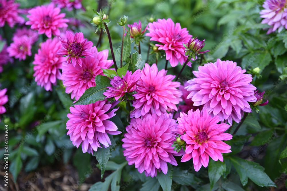 Dahlia mauve en été au jardin Dahlia mauve en été au jardin
