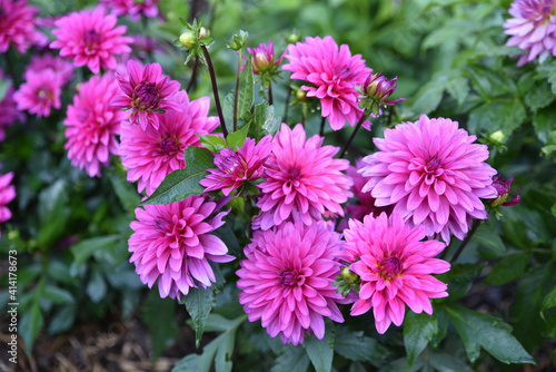 Dahlia mauve en   t   au jardin