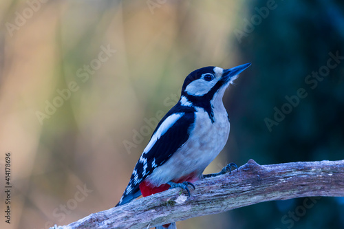 Curious looking great spotted woodpecker