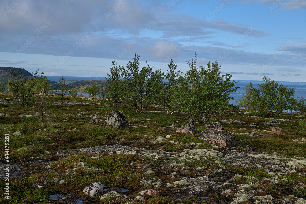 Fototapeta premium Polar birches on an island in the north sea. Tundra, moss and stones.