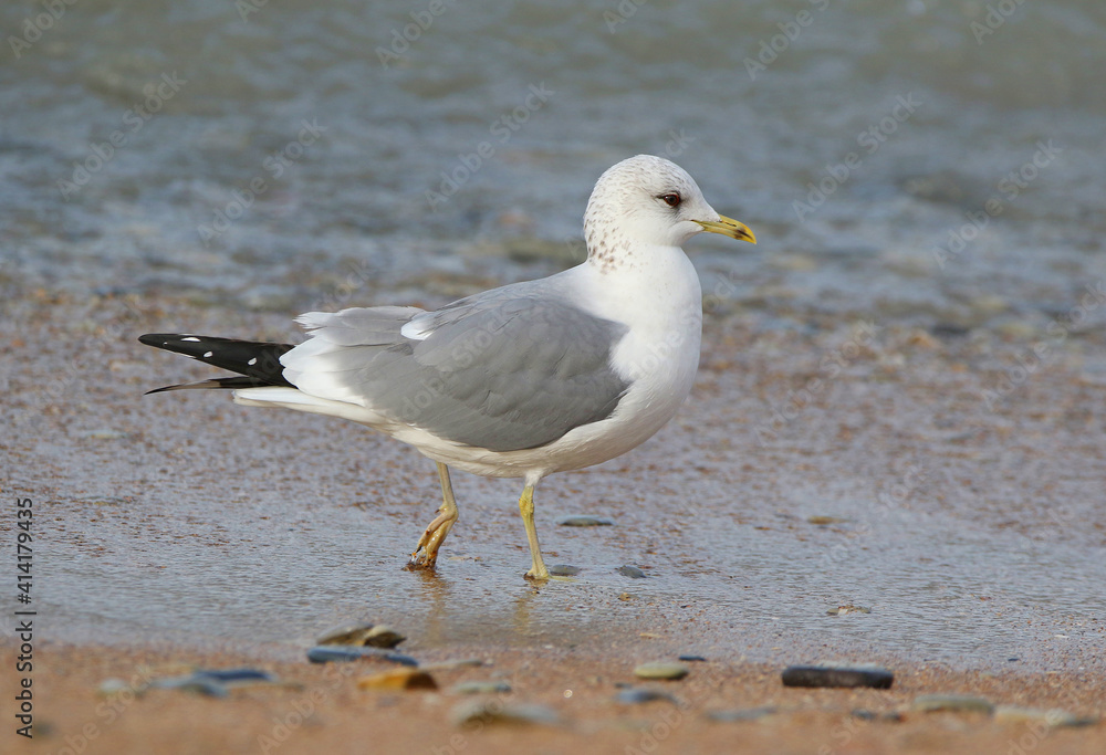 wild birds in nature wild birds in nature