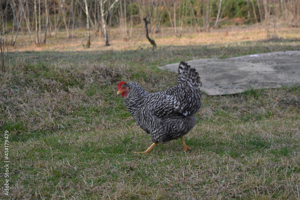 Fototapeta premium chicken