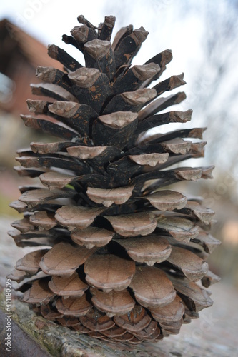 pine cone on the ground