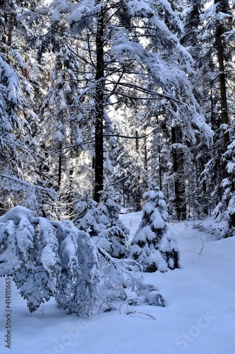 Zauberhafter Winterwald