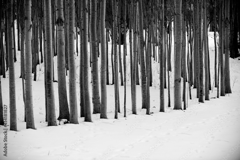 Row of tree trunks in the winter Row of tree trunks in the winter