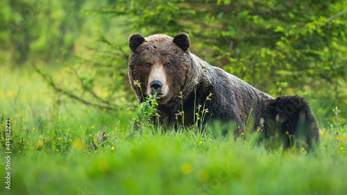 Dangerous brown bear  ursus arctos  male looking into camera on a spring meadow with green tree behind. Huge wild mammal lying on the ground in forest and resting with copy space.