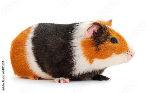 Wallpaper Mural Guinea pig isolated. Torontodigital.ca