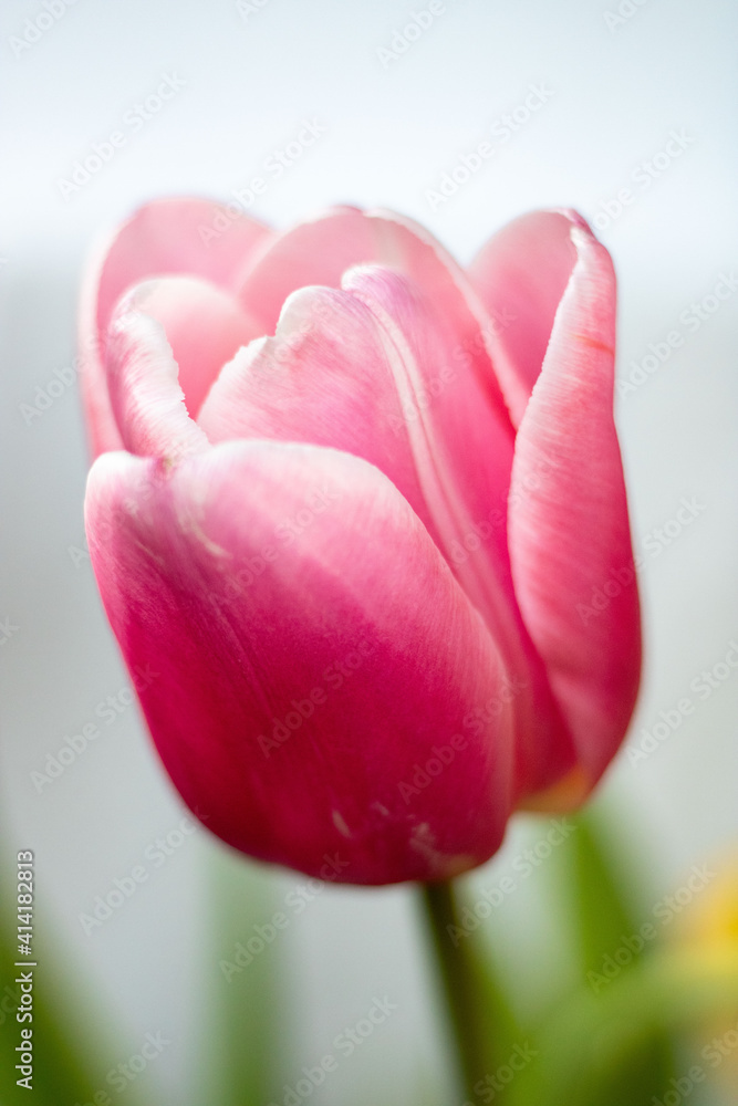 Pink tulip with green leaves on a white background