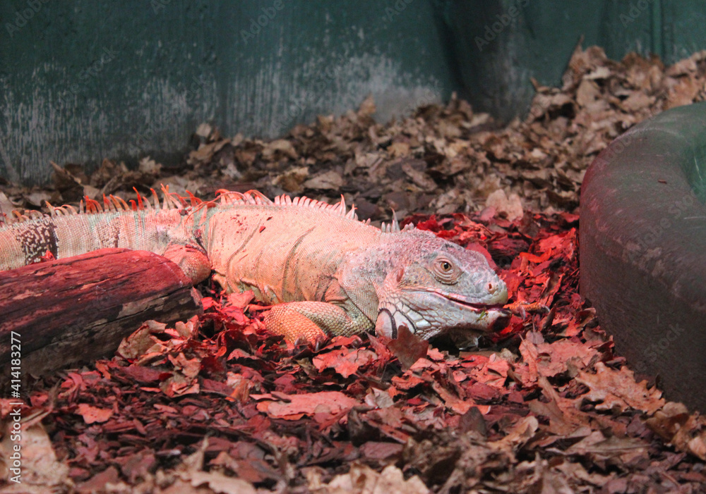 Fototapeta premium Big Iguana Rapture rests in the hideout. portrait of iguana portraits of giant lizards with a scaly pattern on a black background green iguana lizard hanging on branches. A large iguana with yellow