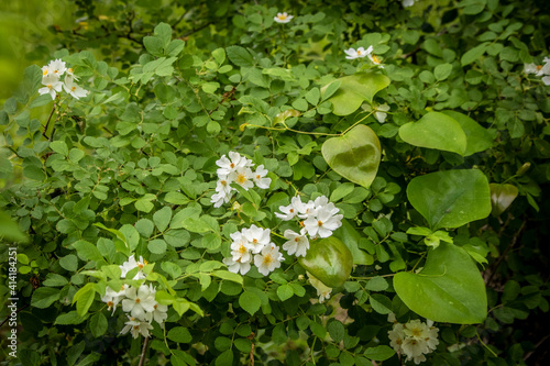 Beautiful full frame background of blooming blackberry bushes growing wild in the woods - Close-up and selective focus