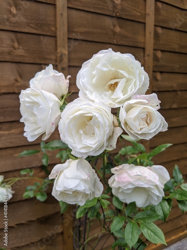 bouquet of white roses © Simon