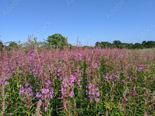 Wallpaper Mural field of lavender Torontodigital.ca