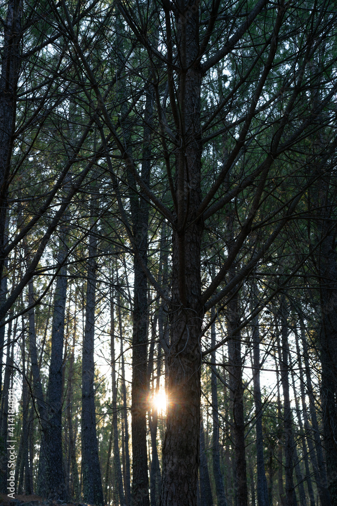Sun behind pine trees silhouette closeup details Sun behind pine trees silhouette closeup details