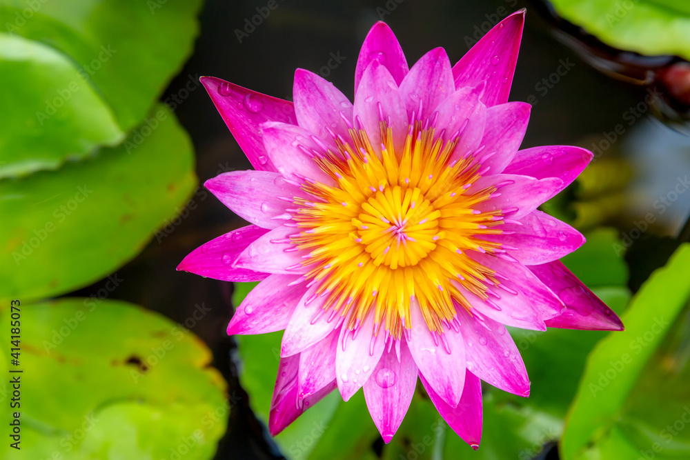 Top view of close up the yellow pollen of beautiful lotus flower in pond Top view of close up the yellow pollen of beautiful lotus flower in pond