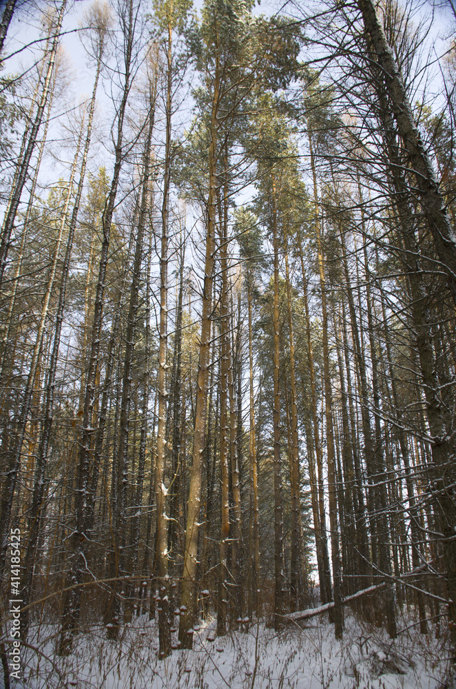 winter forest winter forest