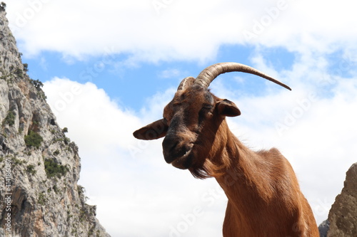 cabra en una montaña de Asturias