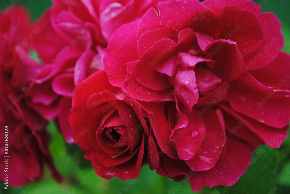 pink rose close up pink rose close up