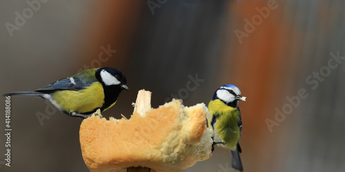The big tit and the little blue tit eat together bread, without interfering with each other..