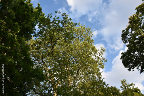 trees and sky