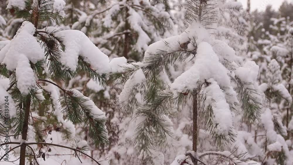 White snow in slow motion falls from green branches of fir trees. Beautiful forest winter landscape. Place to rest on a clear day for a happy holiday in christmas. White snow in slow motion falls from green branches of fir trees. Beautiful forest winter landscape. Place to rest on a clear day for a happy holiday in christmas.