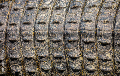 Crocodile skin close-up as a background. Crocodile tail and back.