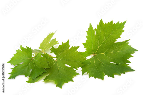 Vine branch