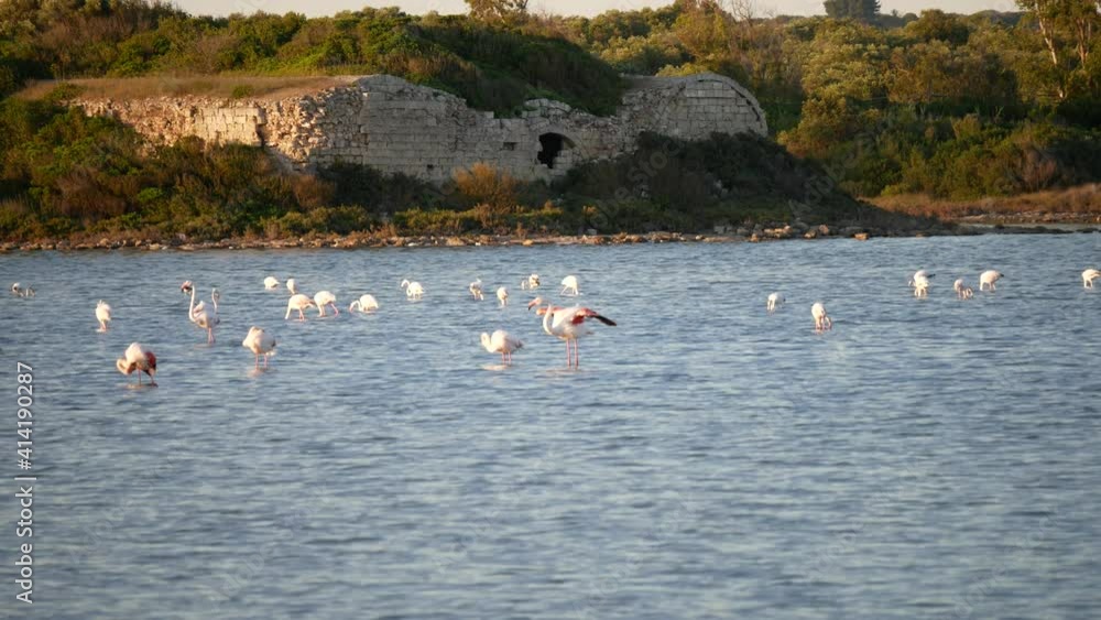 flamingos at sunset in the Salina dei Monaci Nature Reserve, an old salt pan at Torre Colimena, Taranto, Apulia, Italy flamingos at sunset in the Salina dei Monaci Nature Reserve, an old salt pan at Torre Colimena, Taranto, Apulia, Italy