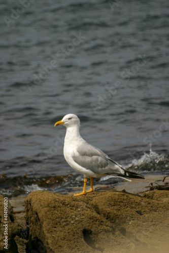 A sea gull stands on a rock in the swell of the Atlantic ocean looking for food © Christoph Burgstedt