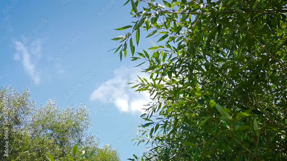 The tree branches sway against the summer sky. Natural background for relaxation and meditation. A beautiful summer day. The tree branches sway against the summer sky. Natural background for relaxation and meditation. A beautiful summer day.
