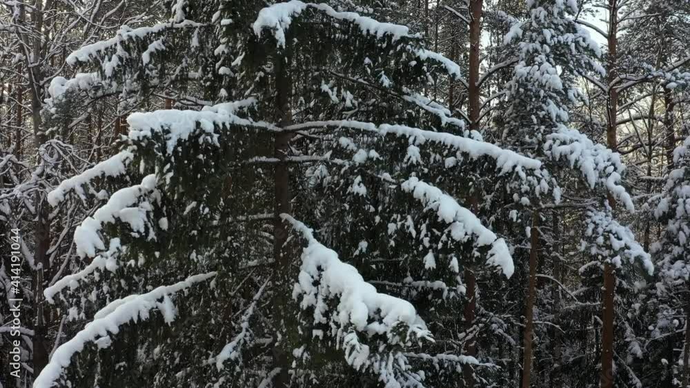 Branches of fir trees in the snow. Close-up. Along the trees. Forest in the snow. Aerial view. Branches of fir trees in the snow. Close-up. Along the trees. Forest in the snow. Aerial view.