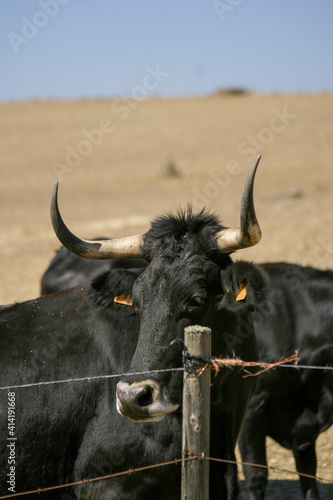 Close up of two caged Spanish black bulls with big horns in a dry landscape