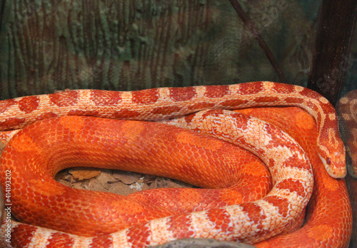 red snakeskin, Honduran milk snake. animal print fabric texture background. Close up view of Python Ball body, snake skin texture pattern for the background. Selective focus. Abstract background