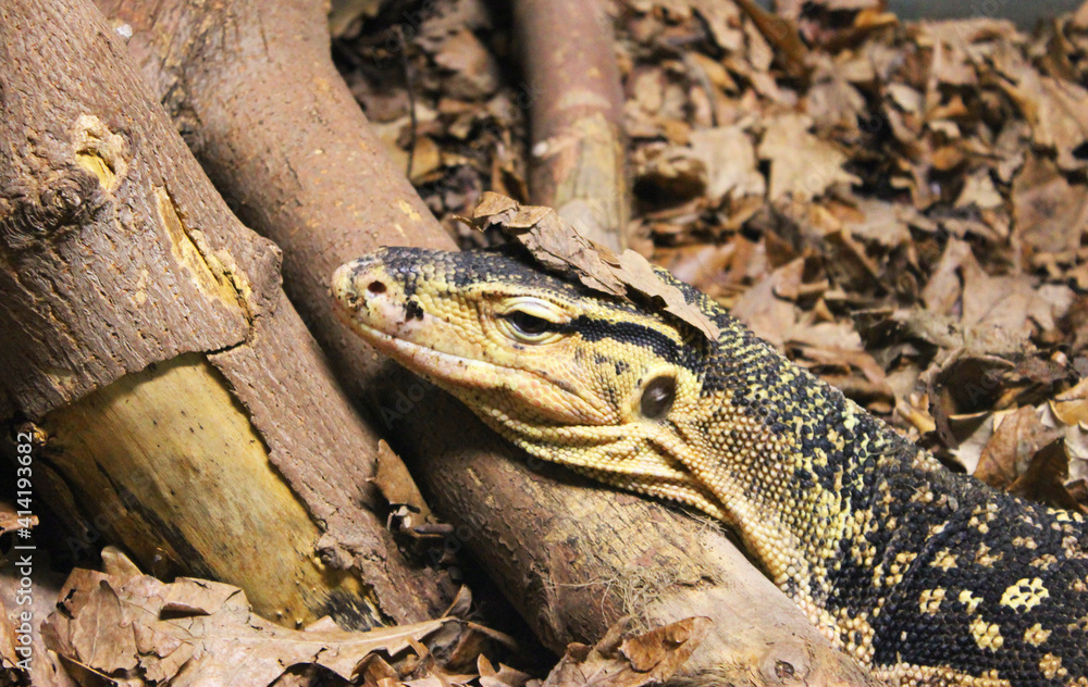 A large yellow lizard lives in a glass cabinet at a public zoo. Close-up of a reptile's head. Close-up of a young lizard camouflaged in nature. This iguana species ranges in color from deep red to A large yellow lizard lives in a glass cabinet at a public zoo. Close-up of a reptile's head. Close-up of a young lizard camouflaged in nature. This iguana species ranges in color from deep red to