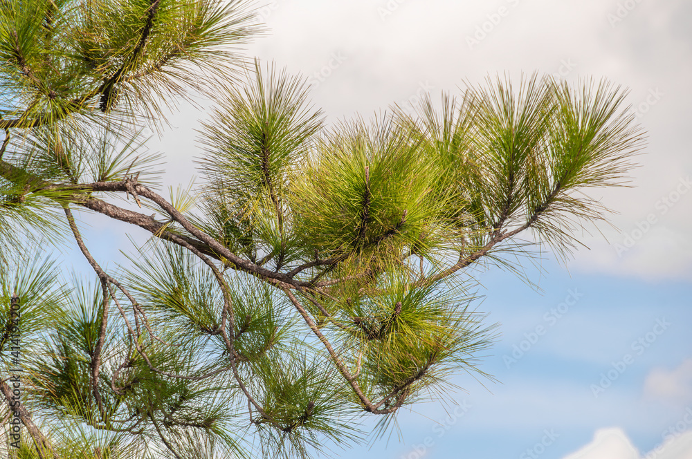pine branches against sky pine branches against sky