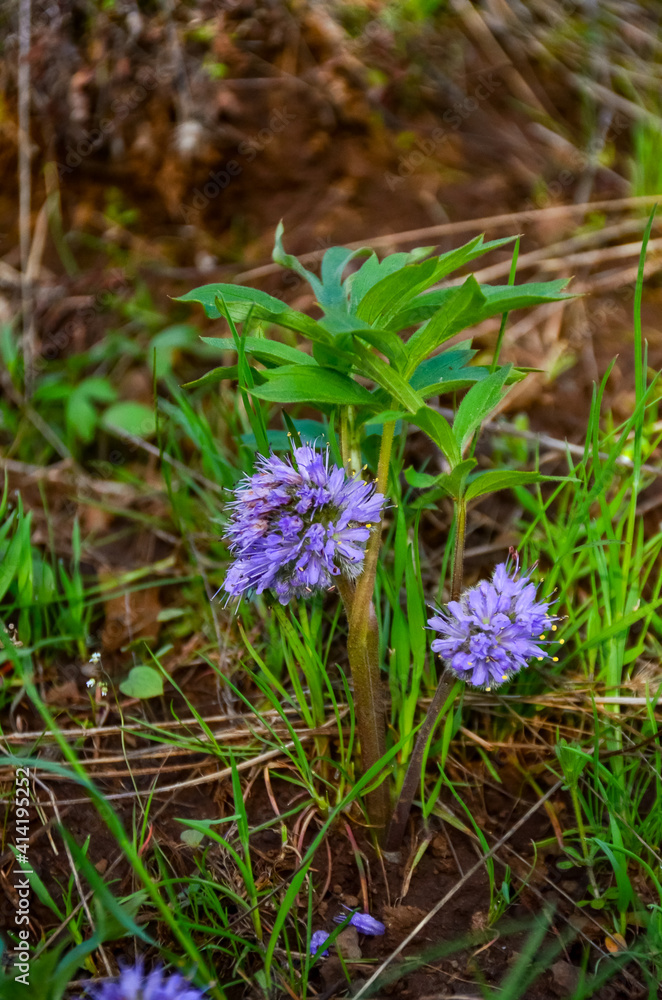 Wild plants and flowers, flora of the state of Aregon, US Wild plants and flowers, flora of the state of Aregon, US