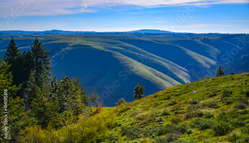 The landscape, blooming green hills overgrown with single trees and wild plants. Oregon, US