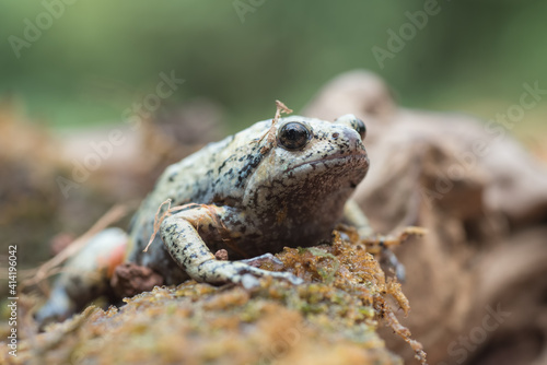the smooth-fingered narrow-mouthed frog ( kaloula baleata ) in the moss