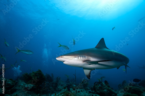 Caribbean reef shark in blue sea water. © frantisek hojdysz