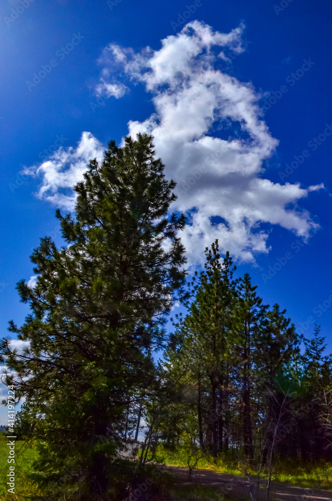 Big coniferous spruce tree against blue sky background, Oregon, US