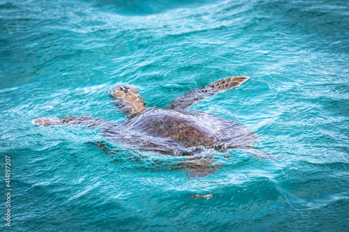 Caribbean, Grenada, Tobago Cays. Green sea turtle in water. © Danita Delimont