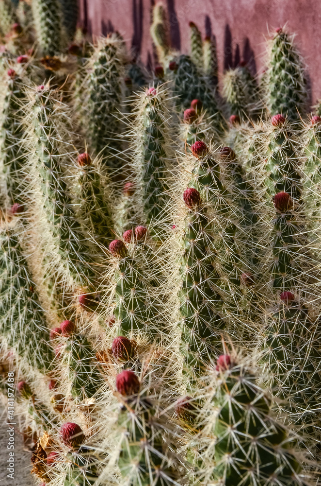 Blooming prickly pear cacti in the interior of a house in Oregon, US Blooming prickly pear cacti in the interior of a house in Oregon, US