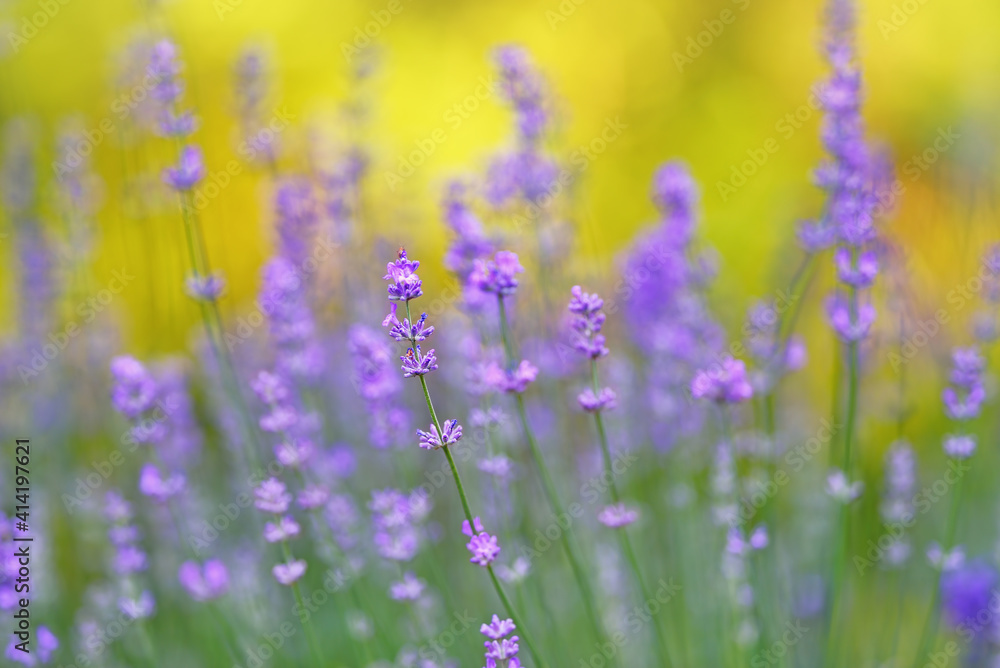 Obraz premium Dreamy closeup macro of lavender flower with blurry natural background. Selective and soft focus on blooming lavender bushes in nature