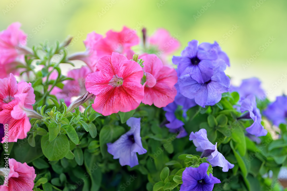 Basket of vibrant pink, purple and violet surfinia flowers or petunia in bloom hanging in summer. Background of group blooming petunia surfinia. Colorful decorative flowers on the balcony. Basket of vibrant pink, purple and violet surfinia flowers or petunia in bloom hanging in summer. Background of group blooming petunia surfinia. Colorful decorative flowers on the balcony.