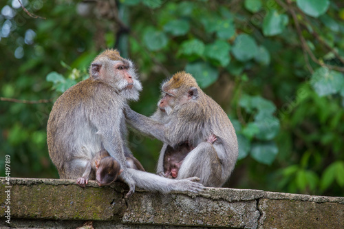 Monkey family at sacred monkey forest, Ubud, Bali , Indonesia. Close up © OlegD
